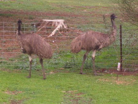 Cape Jervis Station - Sunshine Coast Guide 1
