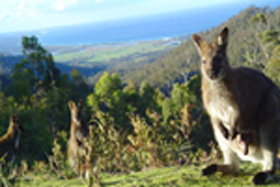 Rainbow Retreat Wilderness Eco Cabins - Sunshine Coast Guide 0