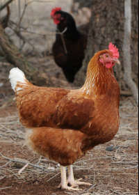 Avonmore Estate Biodynamic Winery - Sunshine Coast Guide 0
