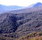 Callicoma Hill Eco-Cabins - Sunshine Coast Guide