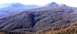 Callicoma Hill Eco-Cabins - Sunshine Coast Guide 0