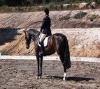 Apptrak Stud - Sunshine Coast Guide 0