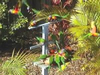 Chamomile Bed And Breakfast - Sunshine Coast Guide 1