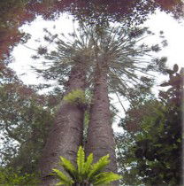 Aubigny ACT Sunshine Coast Guide