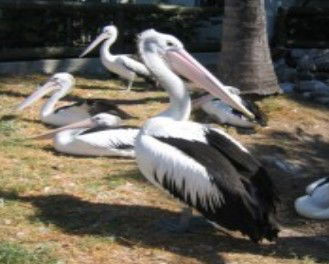 Christmas Cove Caravan Park - Sunshine Coast Guide 0