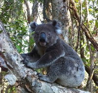 O'Carrollyns At One Mile Beach - Sunshine Coast Guide