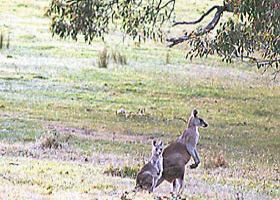 Kangaroo Ridge Retreat - Sunshine Coast Guide 0