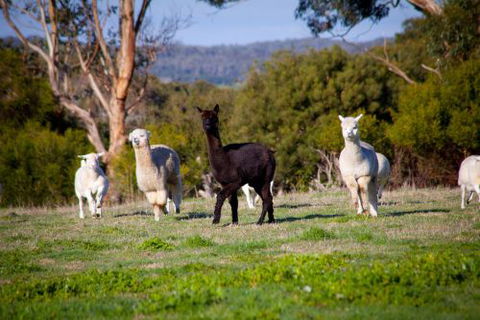 Coastal View Cabins - Sunshine Coast Guide 5