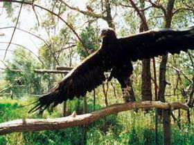 Curlew Hill Sanctuary - Sunshine Coast Guide 0