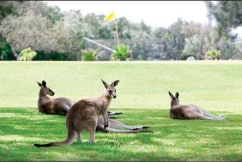 Darlington Beach Resort & Holiday Park - Sunshine Coast Guide 67