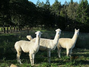 Blackwattle Farm B&B And Farm Stay - Sunshine Coast Guide 0