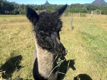 Blackwattle Farm B&B And Farm Stay - Sunshine Coast Guide 4