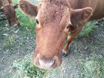 Blackwattle Farm B&B And Farm Stay - Sunshine Coast Guide 5