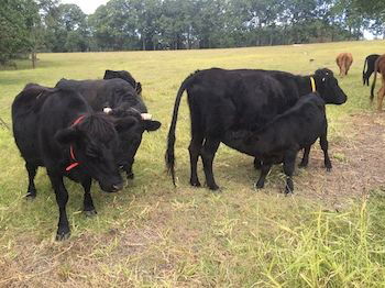 Blackwattle Farm B&B And Farm Stay - Sunshine Coast Guide 8