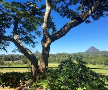 Blackwattle Farm B&B And Farm Stay - Sunshine Coast Guide 9