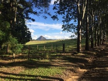 Blackwattle Farm B&B And Farm Stay - Sunshine Coast Guide 12