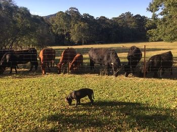 Blackwattle Farm B&B And Farm Stay - Sunshine Coast Guide 13