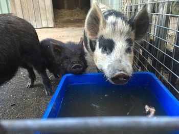Blackwattle Farm B&B And Farm Stay - Sunshine Coast Guide 14
