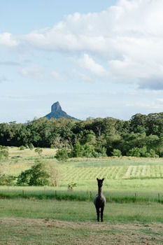 Blackwattle Farm B&B And Farm Stay - Sunshine Coast Guide 38