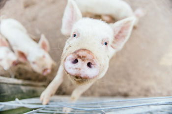 Blackwattle Farm B&B And Farm Stay - Sunshine Coast Guide 41