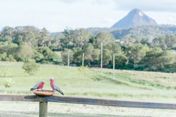 Blackwattle Farm B&B And Farm Stay - Sunshine Coast Guide 42