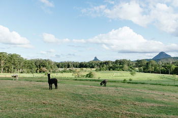 Blackwattle Farm B&B And Farm Stay - Sunshine Coast Guide 43