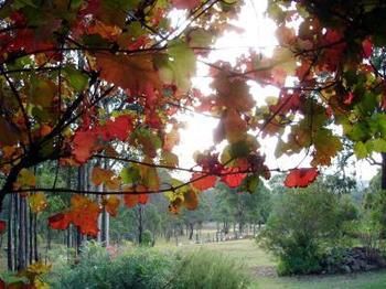 Elfin Hill Country Accommodation - Sunshine Coast Guide 0