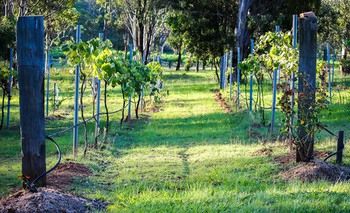 Elfin Hill Country Accommodation - Sunshine Coast Guide 14