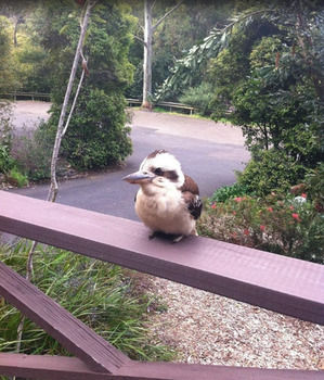 Avoca Beach Hotel & Resort - Sunshine Coast Guide 49