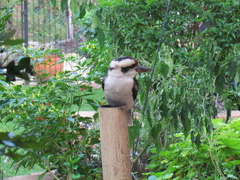 Amytis Gardens Retreat Spa And Cooking School - Sunshine Coast Guide 3