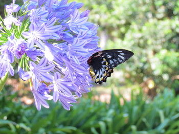 Amytis Gardens Retreat Spa And Cooking School - Sunshine Coast Guide 4