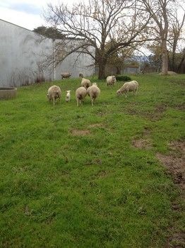 Yering Farm Wines - Sunshine Coast Guide 9