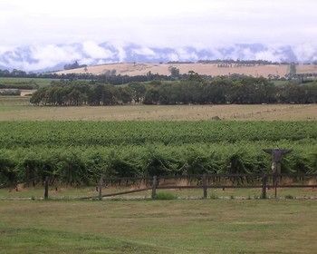 Yering Farm Wines - Sunshine Coast Guide 16