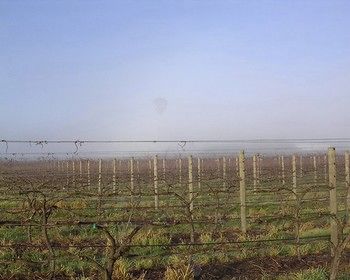 Yering Farm Wines - Sunshine Coast Guide 17