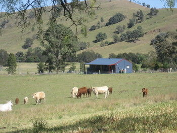 The Wattle Lodge - Sunshine Coast Guide 19