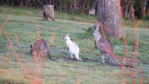 Yering Gorge Cottages - Sunshine Coast Guide 4
