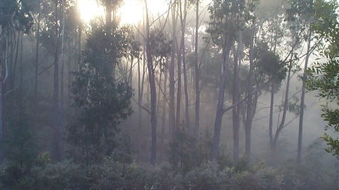 Carinya Park - Sunshine Coast Guide 3