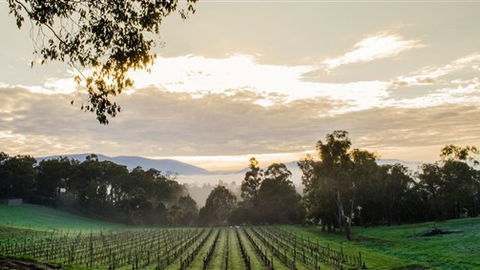 Ainsworth Estate - Sunshine Coast Guide 1