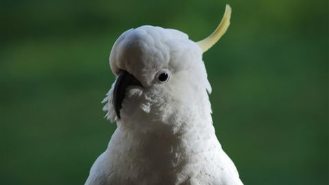 Around About Lorne Studios Or B&B - Sunshine Coast Guide 0