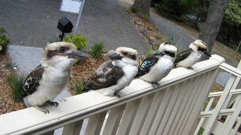 Around About Lorne Studios Or B&B - Sunshine Coast Guide 2