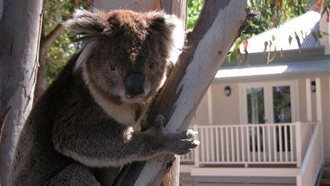 Around About Lorne Studios Or B&B - Sunshine Coast Guide 1