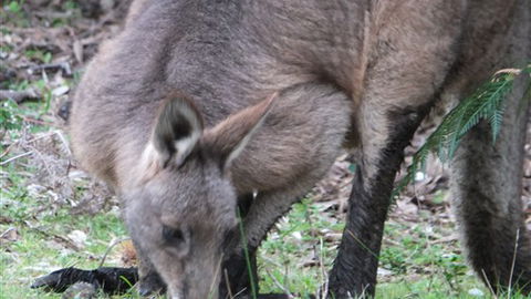 Venus Bay Eco Retreat - Sunshine Coast Guide 7