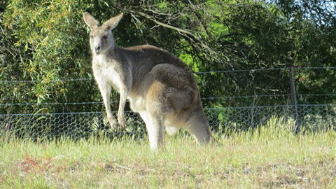 Adelberg - Sunshine Coast Guide 7