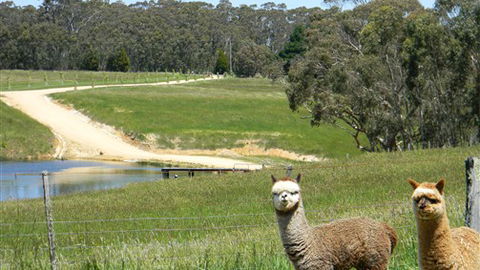 Cygnet Park Country Retreat - Sunshine Coast Guide 3