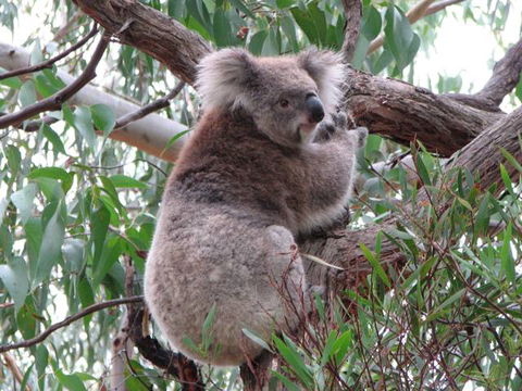 Chatby Lane Lorne - Sunshine Coast Guide 3