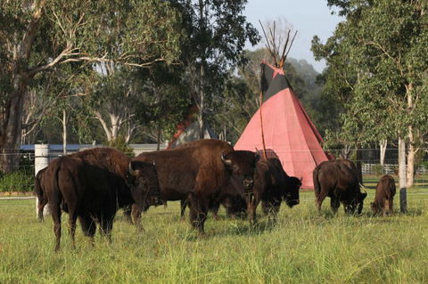 Aranyani Bison Adventure Tourist Park - Sunshine Coast Guide 6