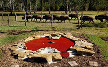 Aranyani Bison Adventure Tourist Park - Sunshine Coast Guide 5