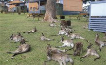 Durras Lake North Holiday Park - Sunshine Coast Guide 4