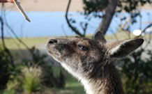 Joalah Holiday Park - Sunshine Coast Guide 1