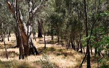 Wagon Wheel Motel And Units - Sunshine Coast Guide 6